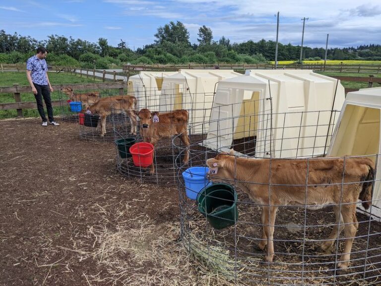 At This Washington Jersey Dairy You Can Watch the Milking, Pet the Calves, and Grab a Cone in the Farm Store