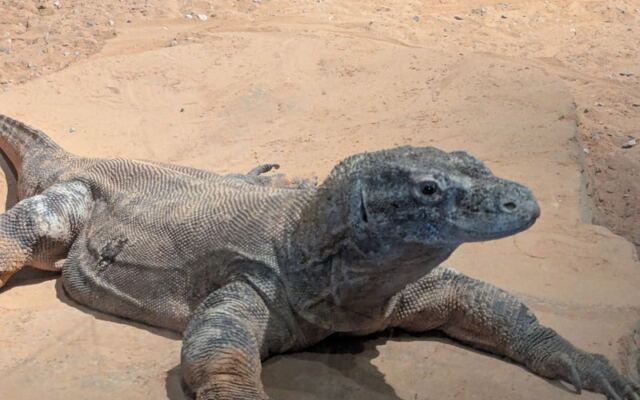 This Sprawling Tulsa Zoo Packs a Huge Variety of Animals Into One Family Day Most Oklahomans Overlook