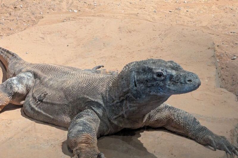 This Sprawling Tulsa Zoo Packs a Huge Variety of Animals Into One Family Day Most Oklahomans Overlook