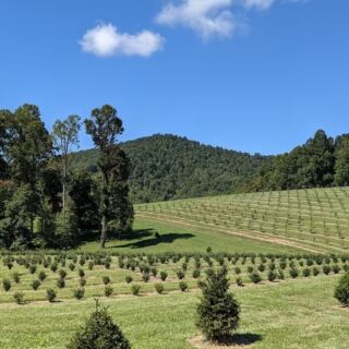 This North Carolina Orchard Bakes Cider Donuts Fresh While You Pick Apples In The Mountains
