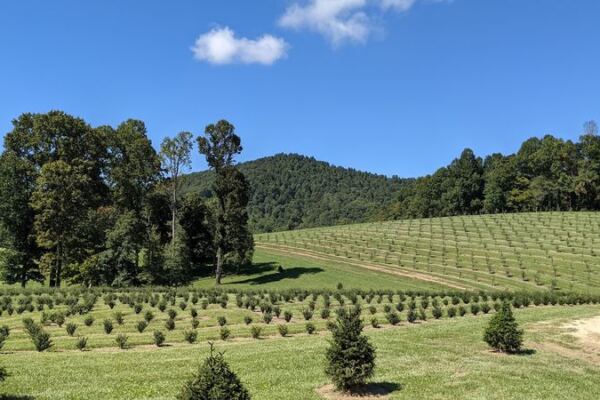 This North Carolina Orchard Bakes Cider Donuts Fresh While You Pick Apples In The Mountains