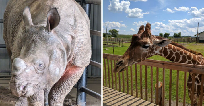 This Minnesota Zoo Lets You Feed Giraffes And The State’s Only Rhino