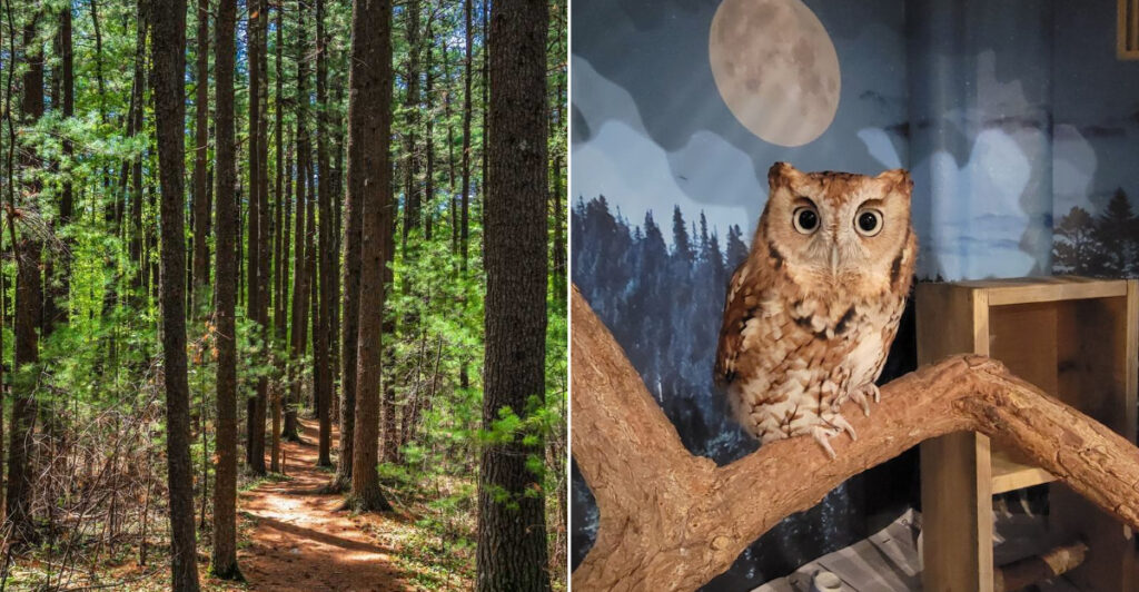 11 Massachusetts Wildlife Sanctuaries Where Animal Lovers Get a Closer Look at Rescued Creatures