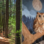 11 Massachusetts Wildlife Sanctuaries Where Animal Lovers Get a Closer Look at Rescued Creatures