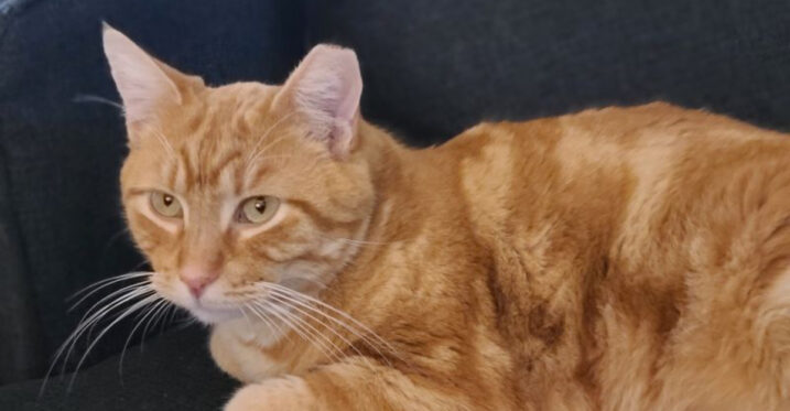 This Nevada Sanctuary Lets You Hang Out With A Whole House Full Of Rescue Cats
