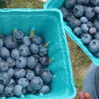 This Massachusetts Farm Lets You Pick Organic Blueberries on a Breezy Hilltop Right Beside the Appalachian Trail