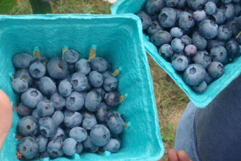 This Massachusetts Farm Lets You Pick Organic Blueberries on a Breezy Hilltop Right Beside the Appalachian Trail