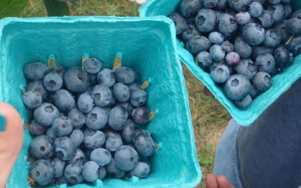This Massachusetts Farm Lets You Pick Organic Blueberries on a Breezy Hilltop Right Beside the Appalachian Trail