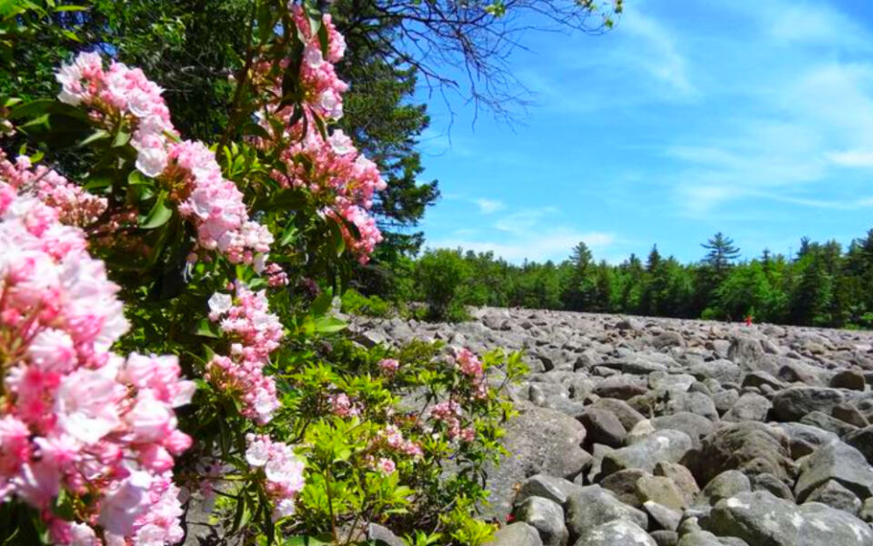 This Pennsylvania Landmark Looks Like a Frozen River Made Entirely of Giant Rocks