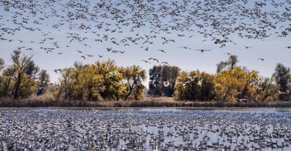 14 U.S. Wildlife Refuges Made For Birdwatching And Quiet Exploration