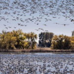 14 U.S. Wildlife Refuges Made For Birdwatching And Quiet Exploration