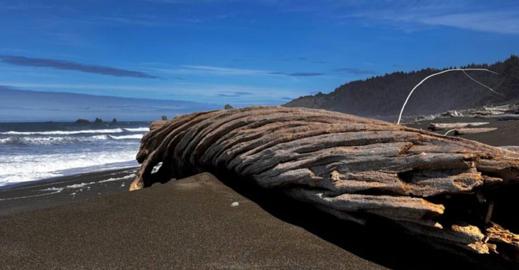 This Oregon Beach Offers Black Sand, Sea Caves, and Peaceful Solitude