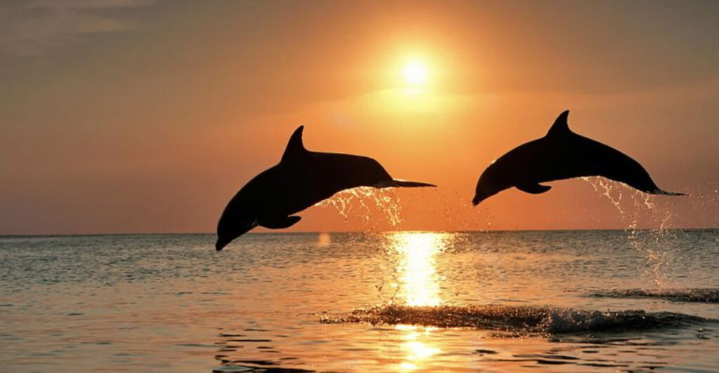 15 Spectacular Places to Encounter Dolphins in Their Natural Habitat