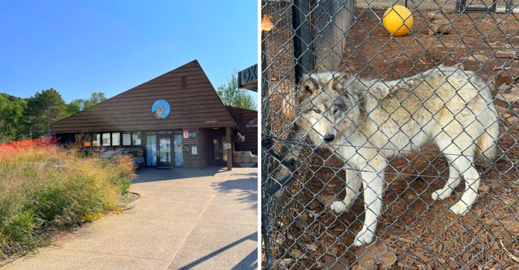 This Minnesota Zoo Lets You See Black Bears and Wolves Up Close for Free