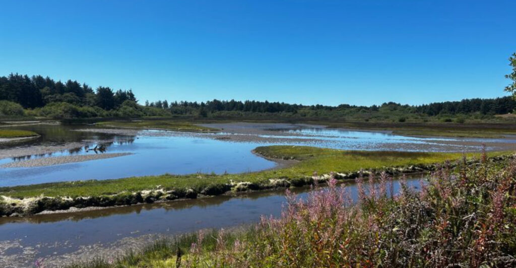 This Oregon Boardwalk Leads Into a Wildlife Haven Most People Drive Right Past