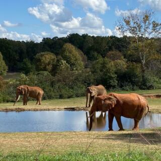 This North Carolina Zoo Is Really A Wildlife Expedition Pretending To Be A Day Out