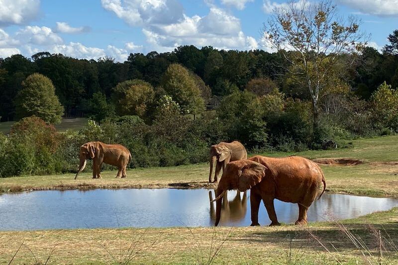 This North Carolina Zoo Is Really A Wildlife Expedition Pretending To Be A Day Out