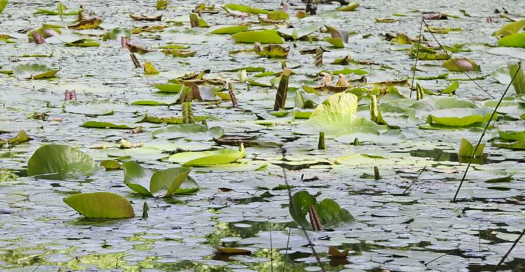 This Mississippi Forest Hides The State’s Only Wild And Scenic River