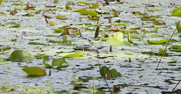 This Mississippi Forest Hides The State’s Only Wild And Scenic River
