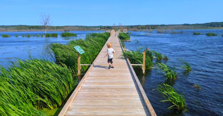 This Free Michigan Boardwalk Lets You Walk Straight Through a Rare 273-Acre Coastal Marsh