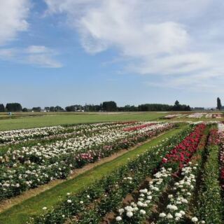 This World-Renowned Oregon Peony Garden Grows Over 500 Varieties Across 25 Acres