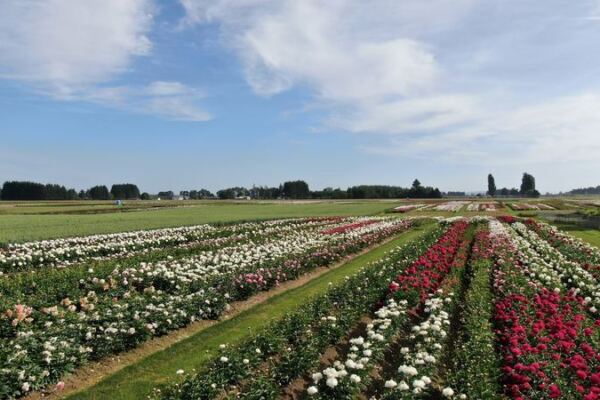This World-Renowned Oregon Peony Garden Grows Over 500 Varieties Across 25 Acres
