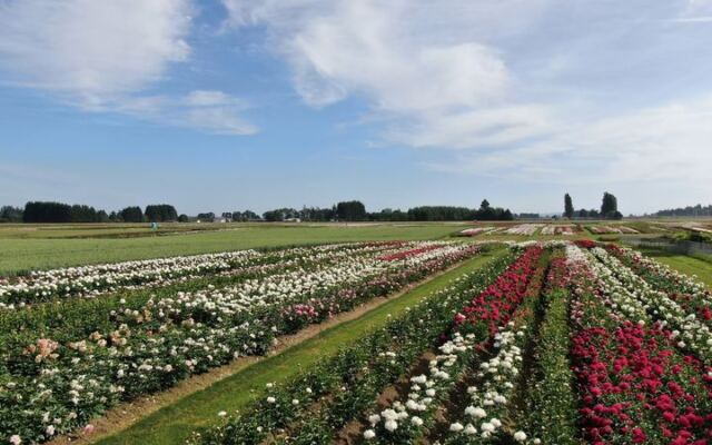 This World-Renowned Oregon Peony Garden Grows Over 500 Varieties Across 25 Acres