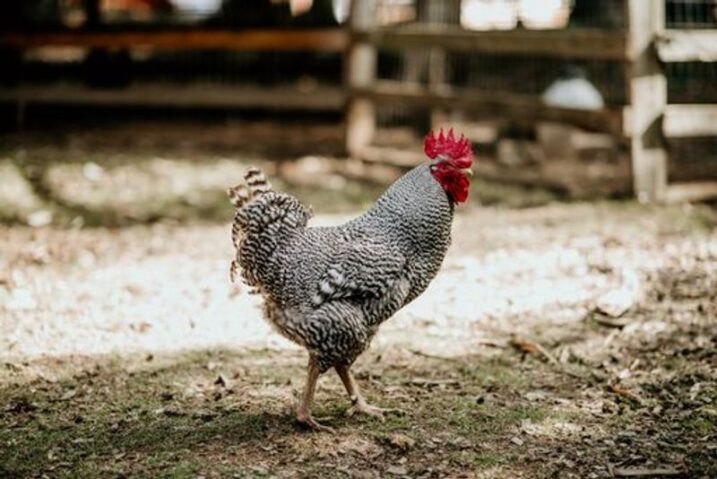 This Tennessee Farm Sanctuary Lets You Get Up Close With Rescued Pigs, Llamas, Goats, And Cows