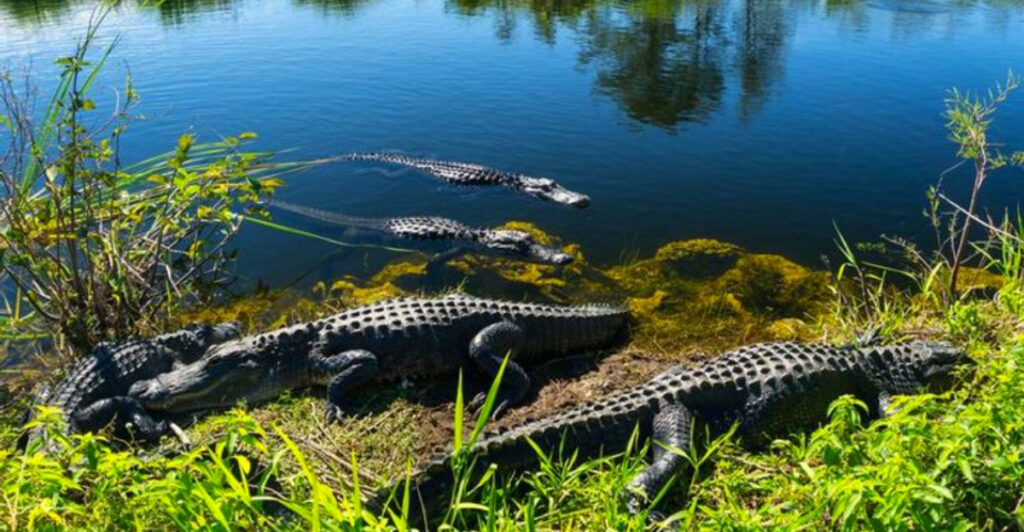 13 Wetlands Famous for American Alligators