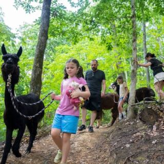 This Tennessee Trek Hands You Your Own Llama to Walk Through the Smoky Mountain Woods