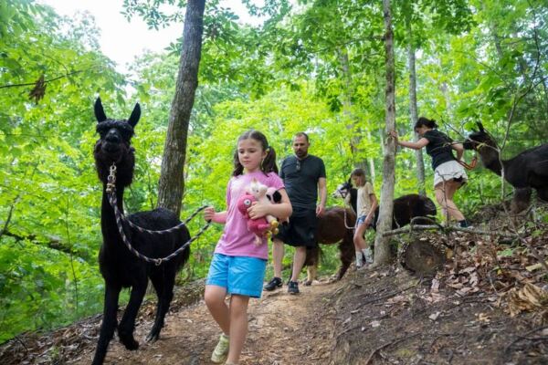This Tennessee Trek Hands You Your Own Llama to Walk Through the Smoky Mountain Woods