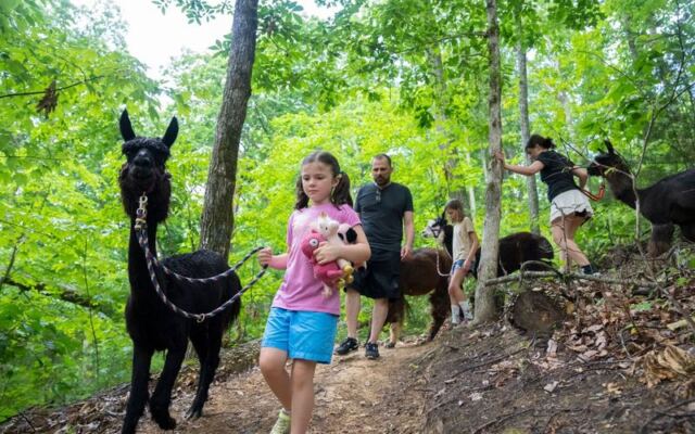 This Tennessee Trek Hands You Your Own Llama to Walk Through the Smoky Mountain Woods