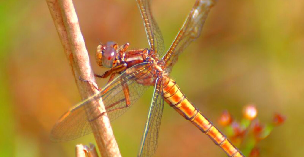 13 Wetlands Where Some of the World’s Rarest Dragonflies Still Survive