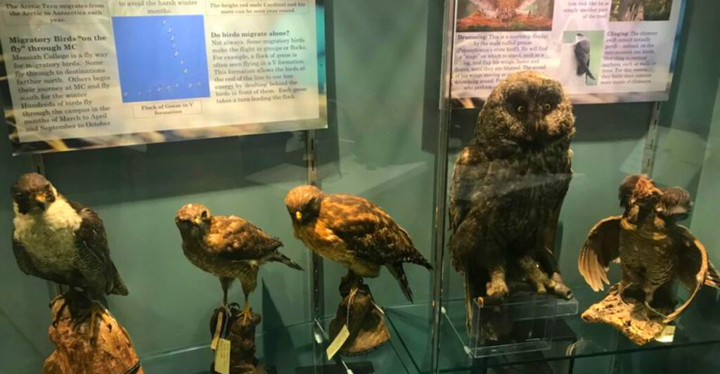 This Small Pennsylvania Museum Has 17,000 Bird Eggs and an Elephant Hiding on a College Campus