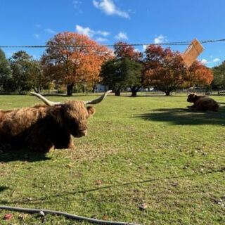 This Free Cape Cod Farm Lets You Visit a Fluffy Highland Cow on a Marshside Boardwalk Close to Home