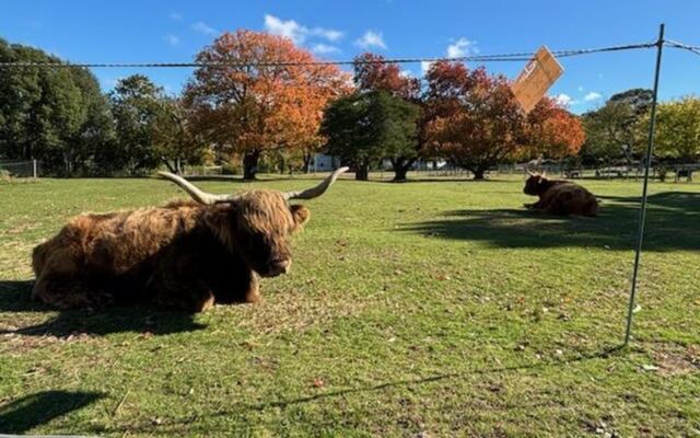 This Free Cape Cod Farm Lets You Visit a Fluffy Highland Cow on a Marshside Boardwalk Close to Home