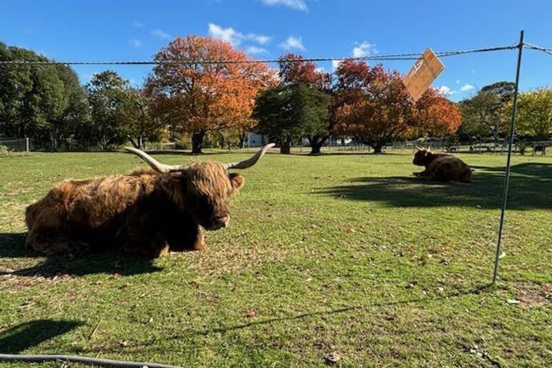 This Free Cape Cod Farm Lets You Visit a Fluffy Highland Cow on a Marshside Boardwalk Close to Home