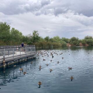 People Can’t Believe This Hidden Arizona Preserve Fills the Desert With Ponds and Pelicans