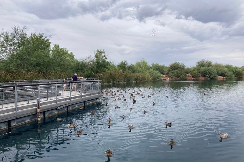 People Can’t Believe This Hidden Arizona Preserve Fills the Desert With Ponds and Pelicans