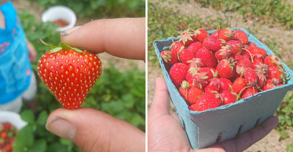 These Ohio Farms Let You Fill a Basket With Your Own Fresh-Picked Berries