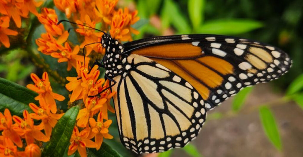 This 950-Acre New Jersey Retreat Turns Late-Summer Walks Into A Native Butterfly Show