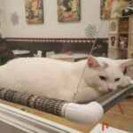 This New Jersey Cat Cafe Lets Rescue Cats Roam While They Wait For Homes