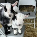 This North Carolina Farm Rescues Donkeys And Goats And Lets You Meet Every One Of Them Up Close