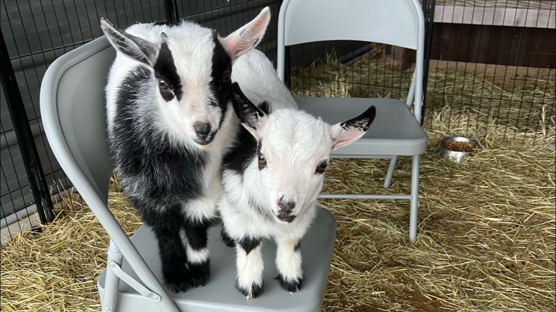 This North Carolina Farm Rescues Donkeys And Goats And Lets You Meet Every One Of Them Up Close