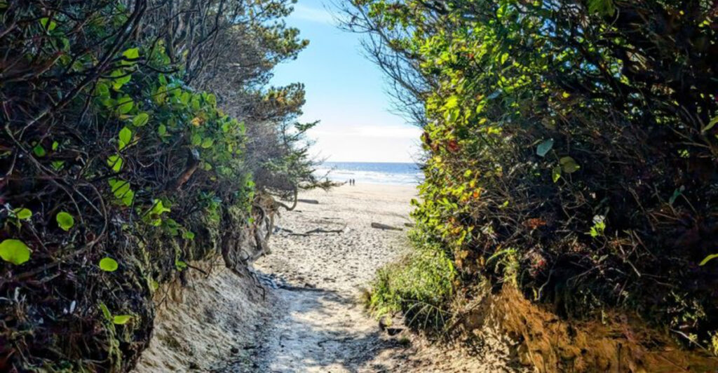 This Oregon Coastal Trail Slips Through a Forest to a Secluded Beach in Half a Mile