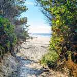 This Oregon Coastal Trail Slips Through a Forest to a Secluded Beach in Half a Mile