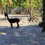 This New Jersey Farm Lets You Take A One-Mile Walk With Alpacas As Your Fluffy Guides