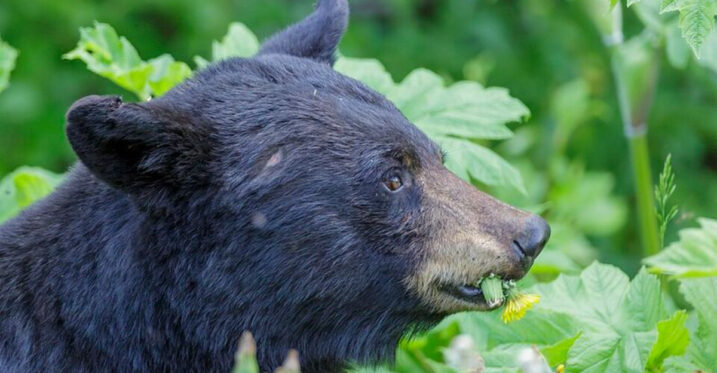 8 Ohio Areas Where Black Bear Sightings Keep Popping Up As Summer Winds Down