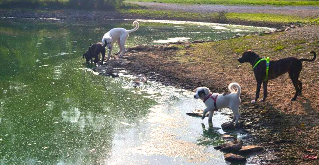 13 Dog-Friendly Missouri Parks and Trails Perfect for Pet Owners