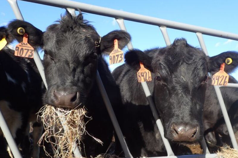 11 Massachusetts Farms Where Fresh Produce, Friendly Barnyard Animals, and Country Charm Come Together